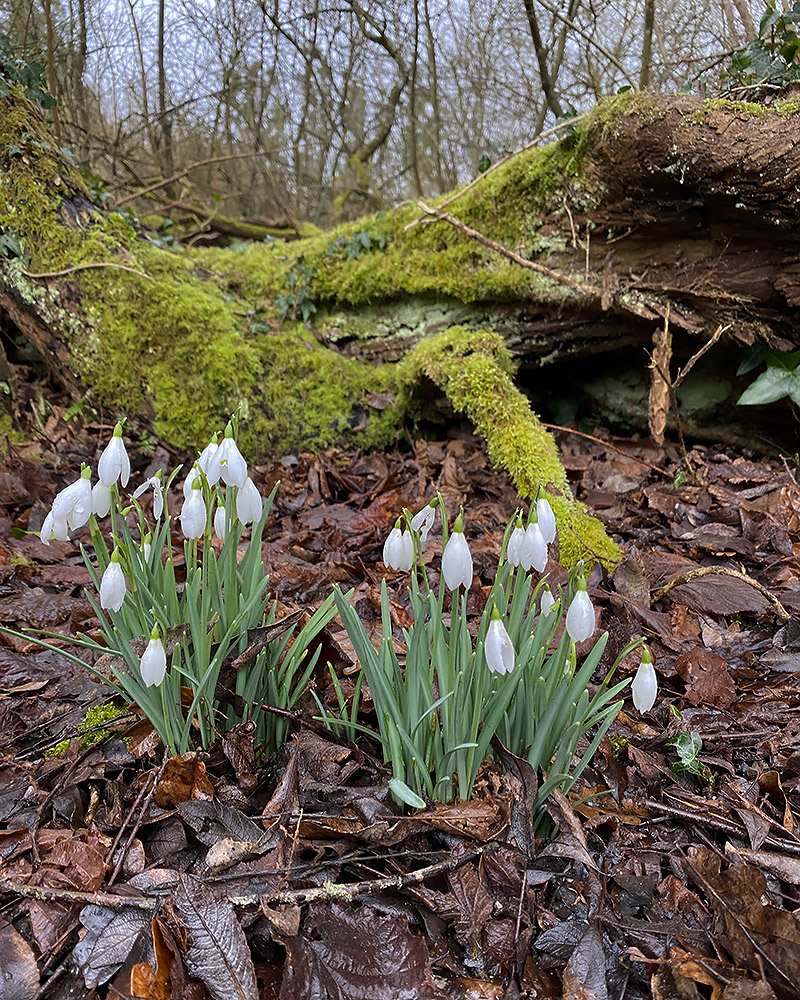 Snowdrops